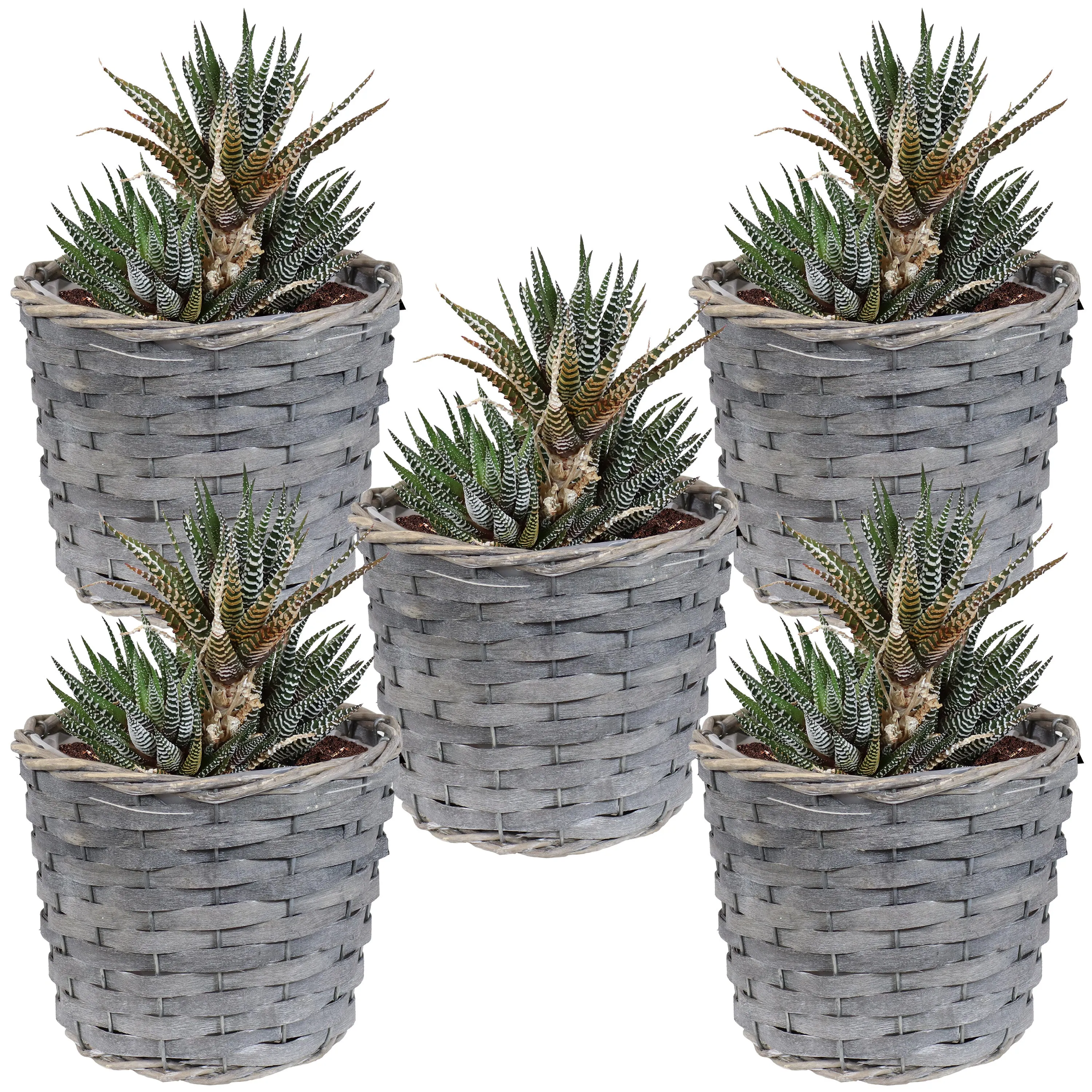 Sunnydaze Set of 5 Indoor Poplar Wicker Planters with Plastic Liners